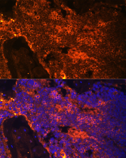 alpha 1 Spectrin Rabbit pAb