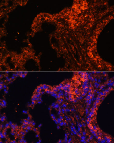 alpha 1 Spectrin Rabbit pAb