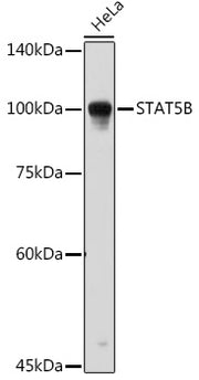 STAT5B Rabbit pAb