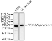 CD138/Syndecan-1 Rabbit pAb