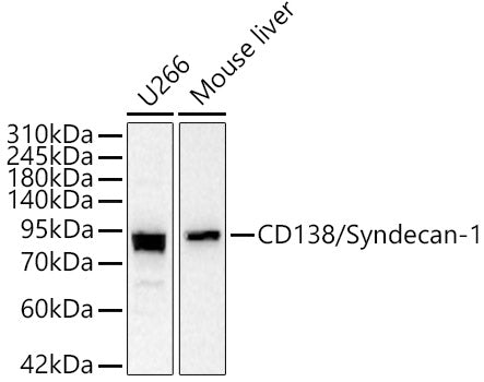 CD138/Syndecan-1 Rabbit pAb