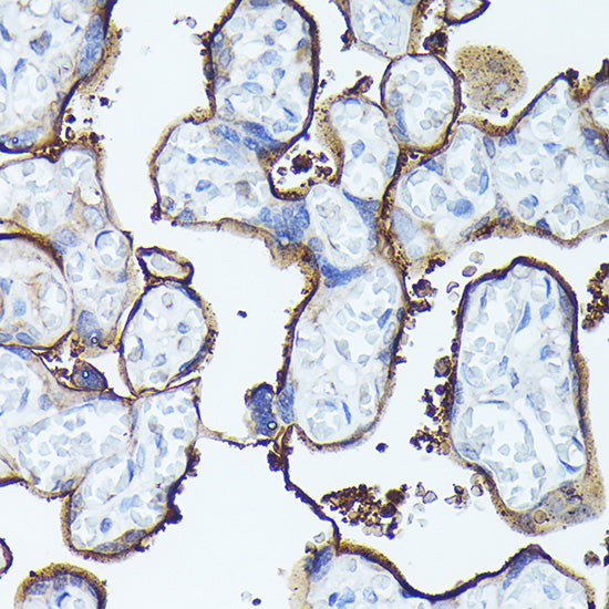 CD138/Syndecan-1 Rabbit pAb