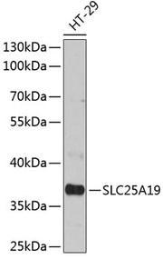 SLC25A19 Rabbit pAb