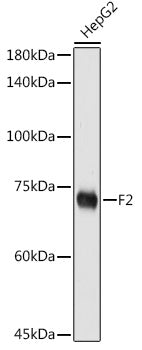 F2 Rabbit pAb