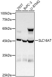 SLC16A7 Rabbit pAb