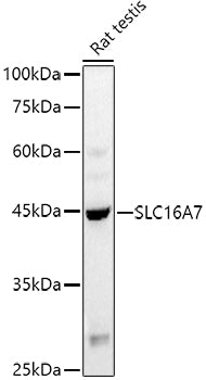 SLC16A7 Rabbit pAb