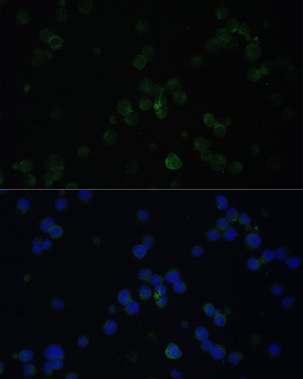 CD3D Rabbit pAb