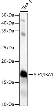 AIF1/IBA1 Rabbit pAb