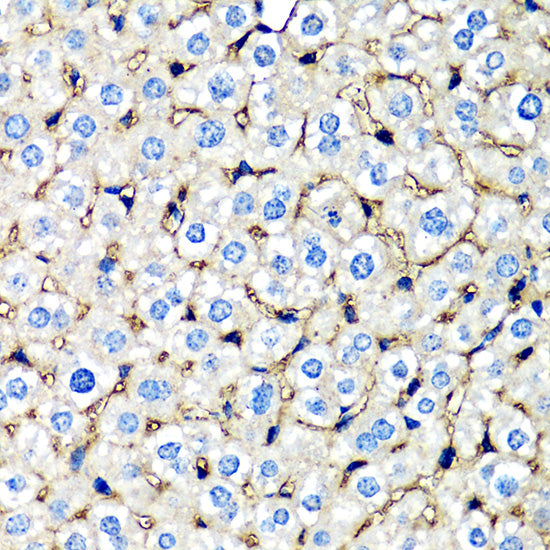 beta 2 Microglobulin Rabbit pAb