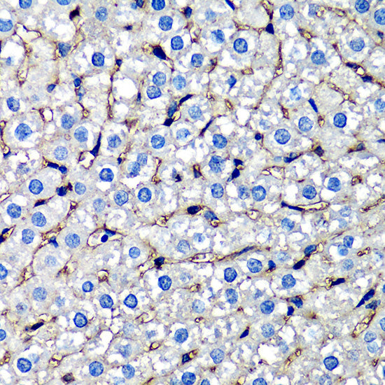 beta 2 Microglobulin Rabbit pAb