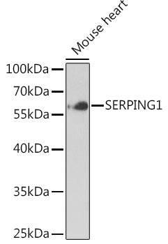 SERPING1 Rabbit pAb