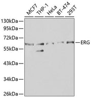 ERG Rabbit pAb