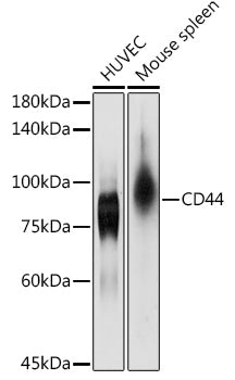 [KO Validated] CD44 Rabbit pAb