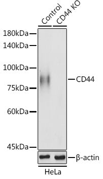 [KO Validated] CD44 Rabbit pAb
