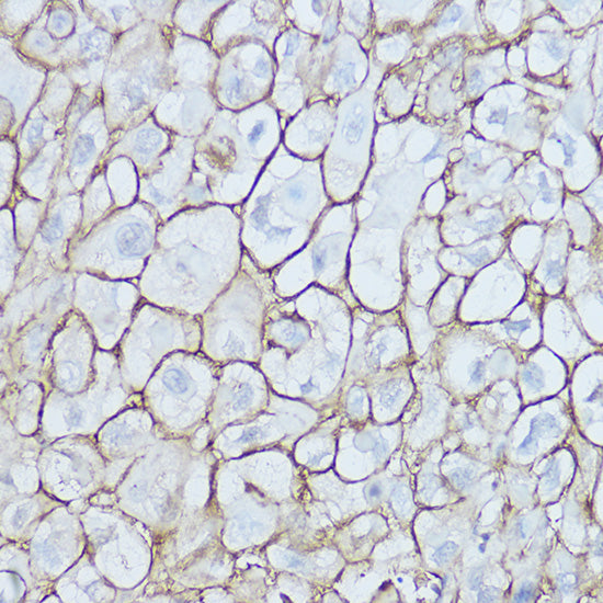 [KO Validated] CD44 Rabbit pAb