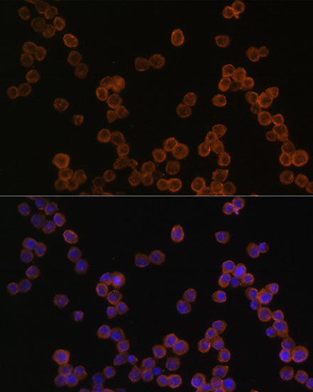 [KO Validated] CD44 Rabbit pAb
