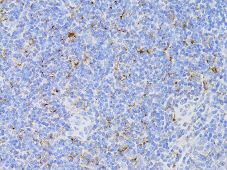 CD3E Antigen Rabbit pAb