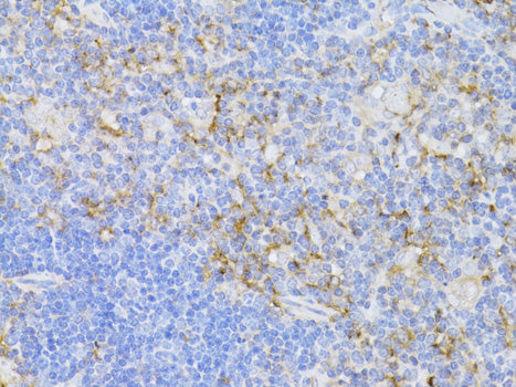 CD3E Antigen Rabbit pAb