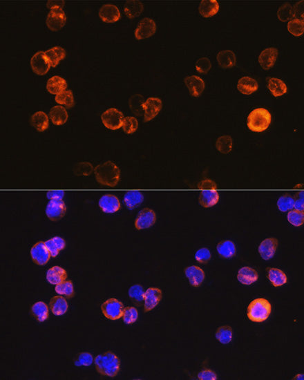 CD3E Antigen Rabbit pAb