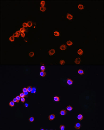 CD3E Antigen Rabbit pAb