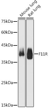 JAM-A/CD321/F11R Rabbit pAb
