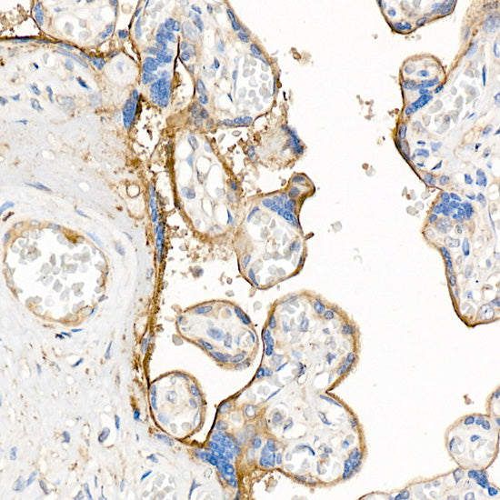 JAM-A/CD321/F11R Rabbit pAb