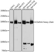 Clathrin heavy chain Rabbit pAb