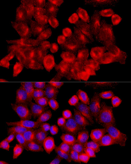 Clathrin heavy chain Rabbit pAb