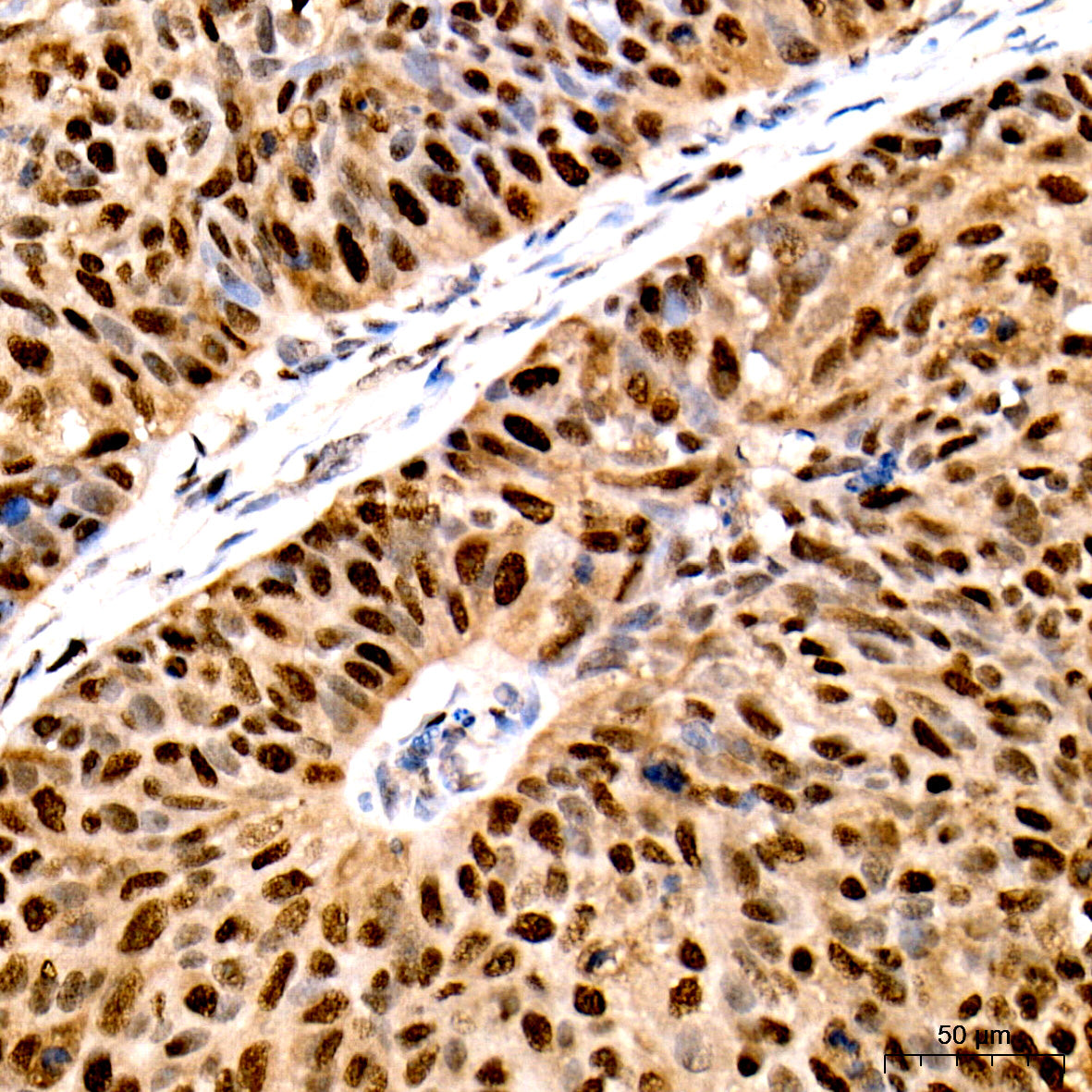 PCNA Rabbit mAb