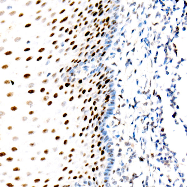 PCNA Rabbit mAb