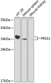 PRSS1 Rabbit pAb