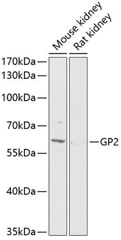 GP2 Rabbit pAb