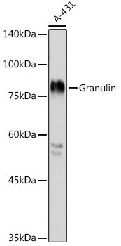 Granulin Rabbit pAb