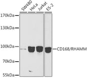 [KO Validated] CD168/RHAMM Rabbit pAb