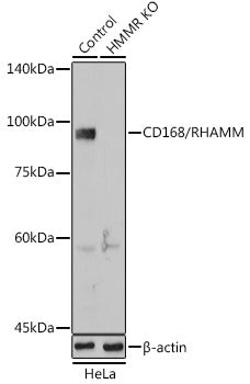 [KO Validated] CD168/RHAMM Rabbit pAb