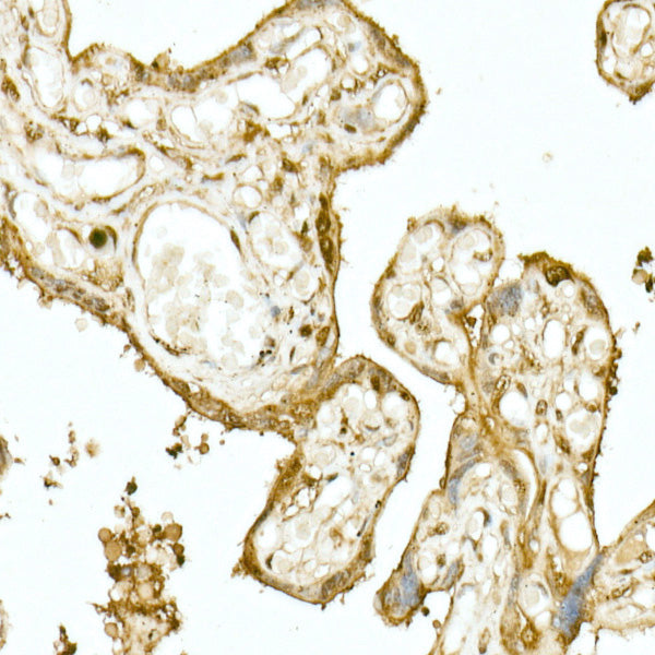 NRF2 Rabbit pAb