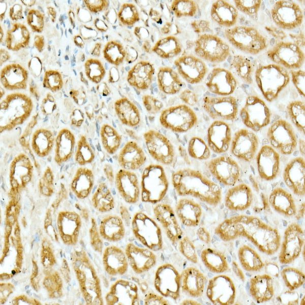 NRF2 Rabbit pAb