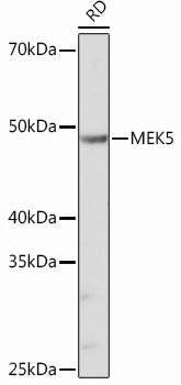 MEK5 Rabbit mAb