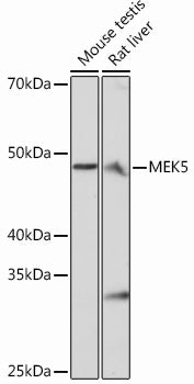 MEK5 Rabbit mAb
