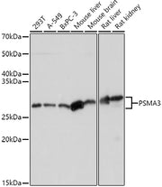 PSMA3 Rabbit pAb