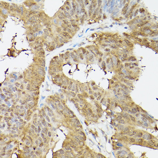 PSMA3 Rabbit pAb