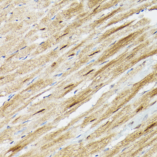 PSMA3 Rabbit pAb