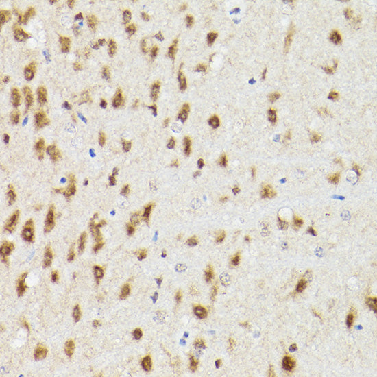 PSMA3 Rabbit pAb