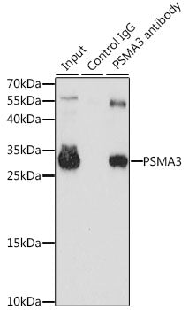 PSMA3 Rabbit pAb