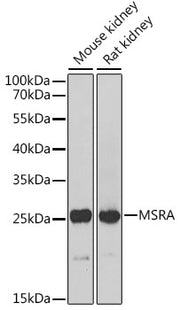 MSRA Rabbit pAb