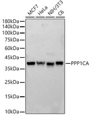 PPP1CA Rabbit pAb