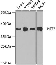 NTF3 Rabbit pAb