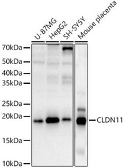 CLDN11 Rabbit pAb