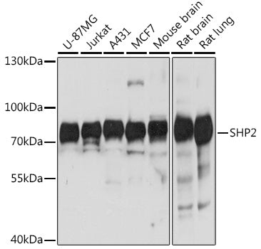 [KO Validated] SHP2 Rabbit pAb