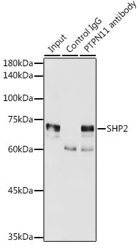 [KO Validated] SHP2 Rabbit pAb